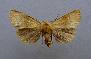 <i>Xestia lorezi</i> Species of moth