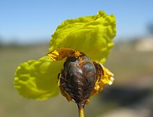 Xyris operculata flower5 - Flickr - Macleay Grass Man.jpg