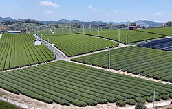 Yame-Teeplantage