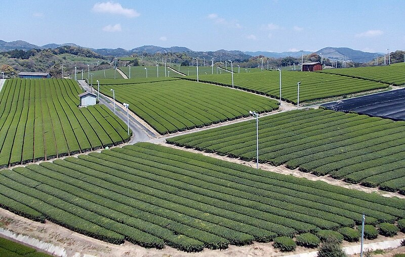 File:Yame Tea Plantation 03.jpg