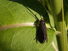 Joyful Holomelina (Virbia laeta)