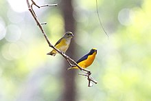 Female (left) and male (right) Yellow-throated Euphonia (Euphonia hirundinacea) (7223105884).jpg