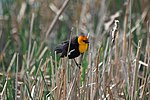 Thumbnail for File:Yellow headed blackbird WWL.jpg