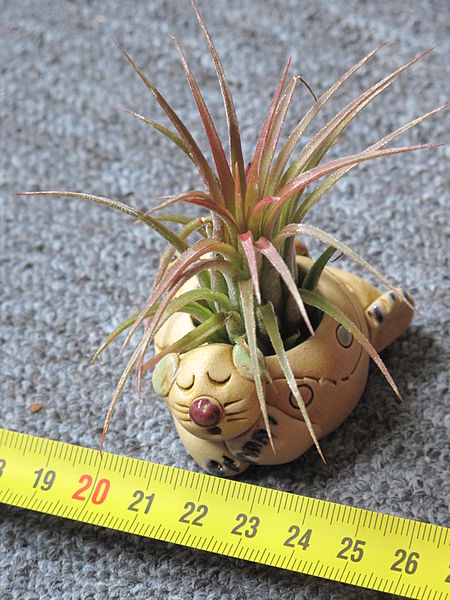 File:Young Tillandsia ionantha.jpg