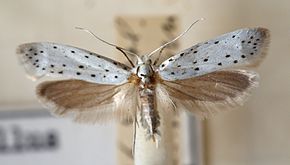 Description de l'image Yponomeuta.malinellus.mounted.jpg.