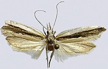 Ypsolopha nigrofasciata.jpg