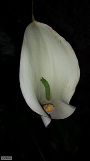 <i>Zantedeschia odorata</i> Species of flowering plant