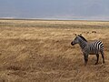 Zebras Ngorongoro 05.JPG