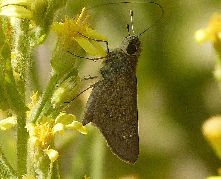 File:Zeller's Skipper. Borbo borbonica (32931502042).jpg