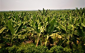 Banana zóna, na okraji Aracataca.