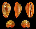 * Nomination Shell of a Cowry, Zonaria pyrum pyrum --Llez 23:00, 13 February 2015 (UTC) * Promotion Good quality. --Cccefalon 03:34, 14 February 2015 (UTC)