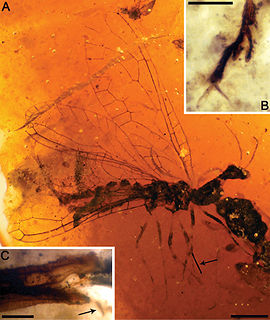 <span class="mw-page-title-main">Mesoraphidiidae</span> Extinct family of insects