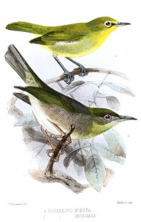 Small Lifou white-eye Species of bird