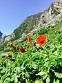 "Flowers Blossom At valley of flowers Chamoli, India" 39.jpg