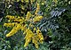 (MHNT) Koelreuteria paniculata -Leaves and inflorescences - Palais Niel.jpg