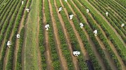 Thumbnail for Agriculture in Azerbaijan