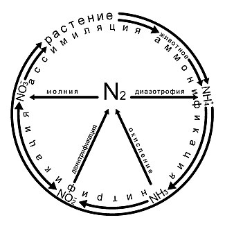 Круговорот азота — Википедия