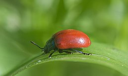 Імаго Chrysomela populi, Київ, Україна