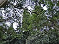 Никитский ботанический сад - panoramio (9).jpg