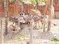 นกอีมู สวนสัตว์เชียงใหม่ Emu in Chiang Mai Zoo (1).jpg