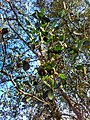 အပင်ပေါ်ရှိ လမုသီးများ