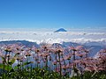 チングルマ越しの富士山