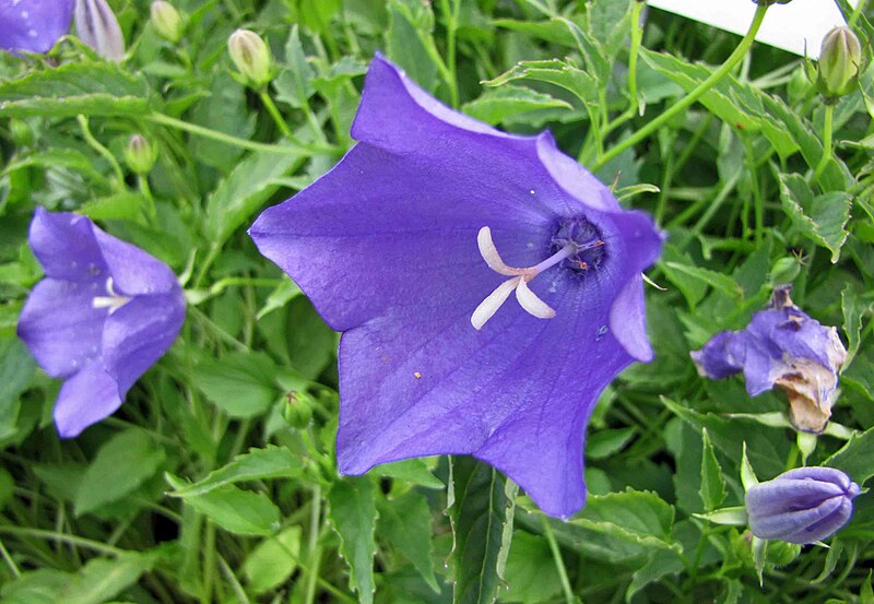 File:風鈴草屬 Campanula carpatica v turbinata -波蘭 Krakow Jagiellonian University Botanic Garden, Poland- (35850284254).jpg