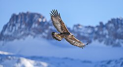 Wild golden eagle and Majinghorn (Pfyn-Finges, Switzerland) Licensing: CC-BY-SA-4.0