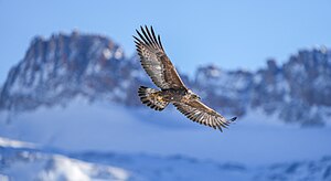 Aigle Royal: Description, Écologie et comportement, Répartition et habitat