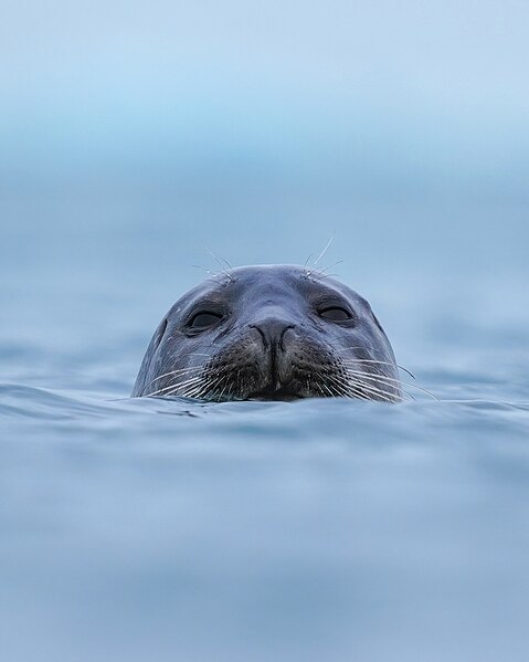 File:020 Wild harbor seal at Jökulsárlón (Iceland) Photo by Giles Laurent.jpg