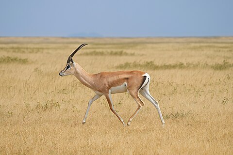 Grant's gazelle in the Serengeti National Park