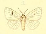 03-Leucoma parva Plötz, 1880 (Euproctis aurifrons).JPG