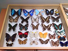 04 Museum insect specimen drawer (Schmetterlings Exemplar) - Muzeum Gornoslaskie, Bytom, Poland.jpg
