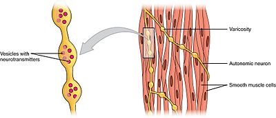 Swellings called varicosities belonging to an autonomic neuron innervate the smooth muscle cells. 1029 Smooth Muscle Motor Units.jpg