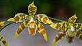 Oncidium luteopurpureum