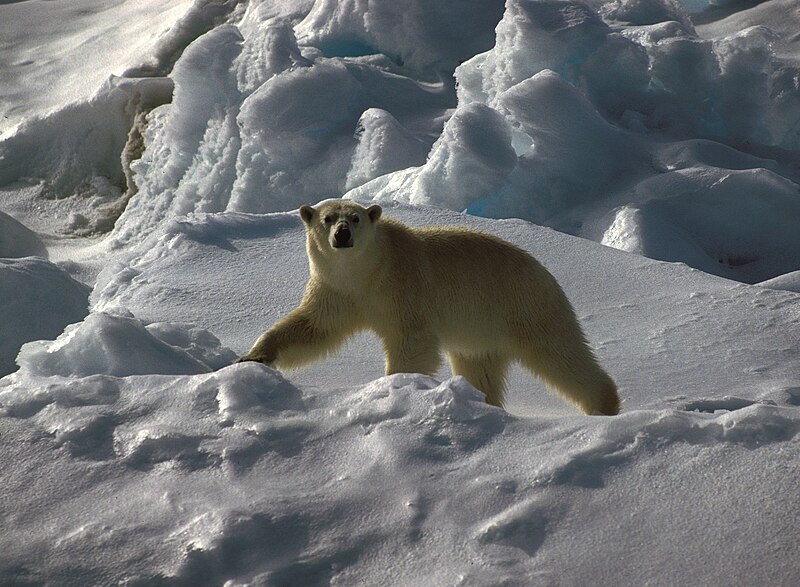 File:1991 polar-bear03 hg.jpg