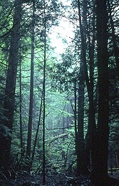 Pine forest near Atma Nidhi