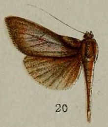20-Phryganodes omphalobasis=Phostria omphalobasis (Hampson, 1898)-Venezuela.JPG