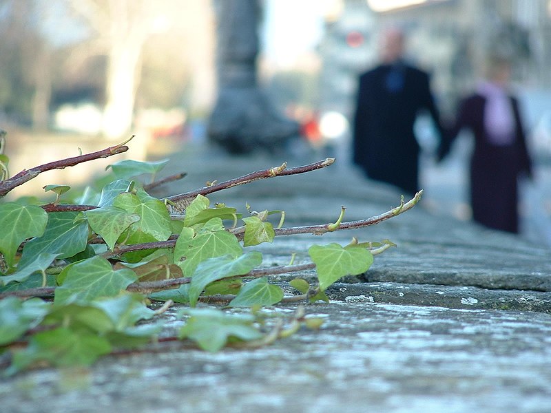 File:200601 Lungarno Torrigiani vicino al Ponte alle Grazie - walking couple.jpg