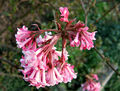 Viburnum x bodnantense