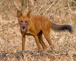 2010-kabini-dhole.jpg