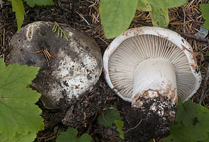 2011-10-02 Russula nigricans (Bull.) Fr172554 cropped.jpg