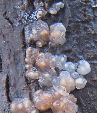 <i>Myxarium</i> Genus of fungi