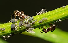 Ants and aphids 2013-07-01 19-17-28-Aphidoidea.jpg