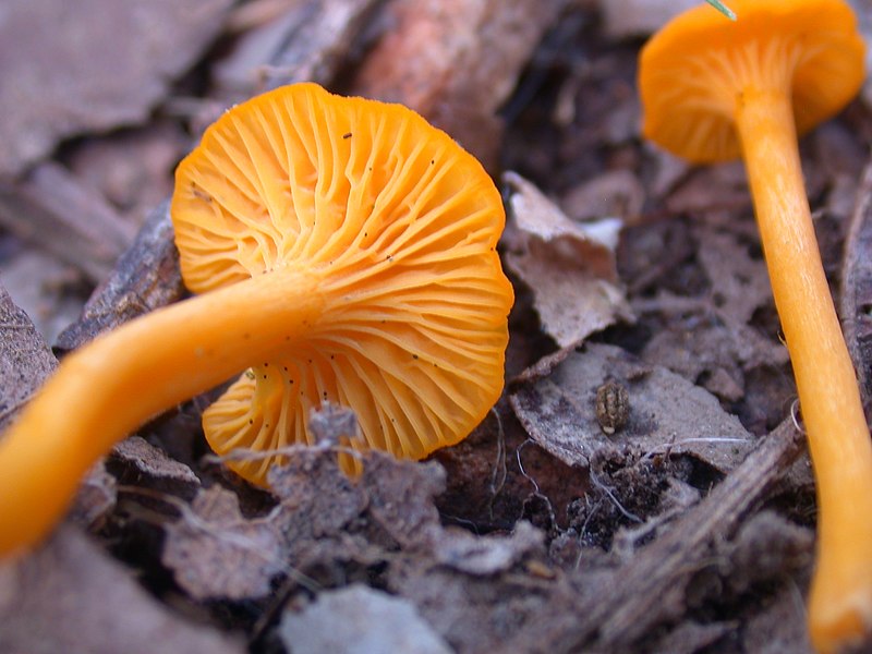 File:2013-08-18 Cantharellus minor Peck 358951.jpg