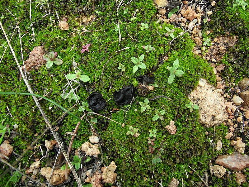 File:2014-01-31 Helvella helvellula (Durieu & Mont.) Dissing 512067.jpg