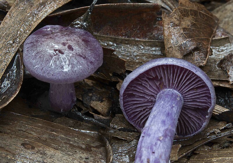 File:2014-02-09 Cortinarius austroviolaceus Gasparini 419404.jpg