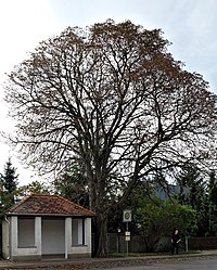 2014-09-24 ND Chestnut in Söllichau (Saxony-Anhalt) 01.jpg