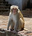 20160802 - Rhesus macaque - Mount Popa, Myanmar - 7179.jpg