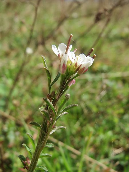 File:20170312Cardamine hirsuta2.jpg